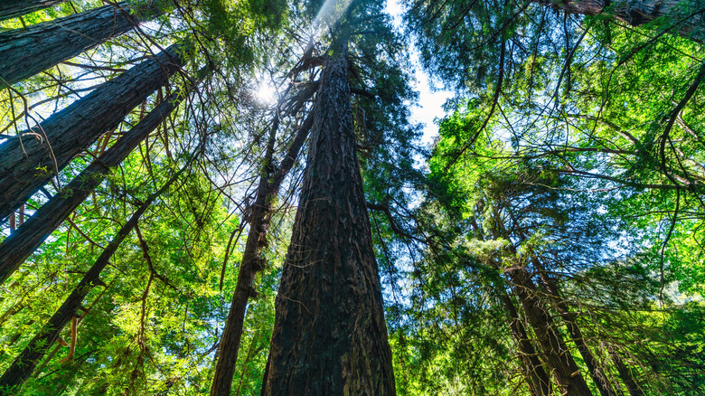 A tall, redwood tree canopy with sunlight shining through in Big Sur.