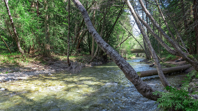 The shallow Big Sur river flowing beneath shady trees.