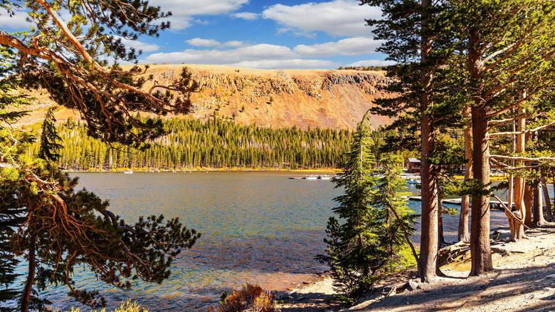 Trees surround lake in mountains of California