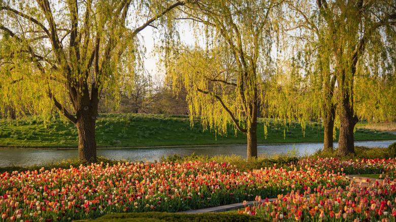 Tulips in Chicago Botanic Garden at Sunset