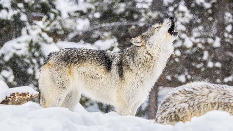 Wolf howling in the Snow in Yellowstone National Park, Wyoming