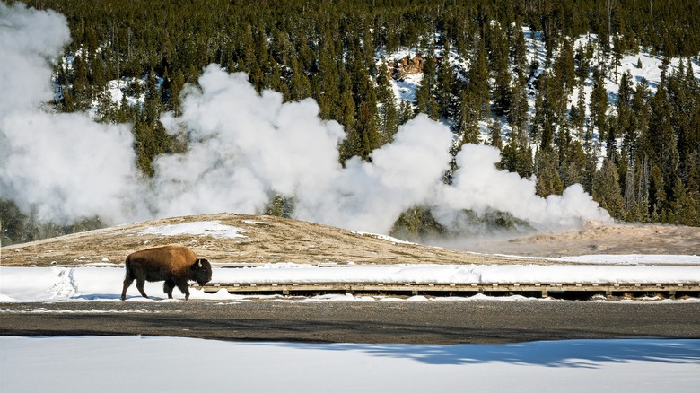 An American Bison Walks in Front of Old Faithful Geyser in Winter at Yellowstone National Park