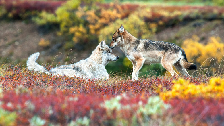 Wolf and pup in denali national park