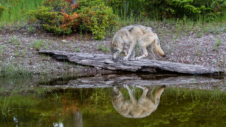 Montana wolf reflected in still water