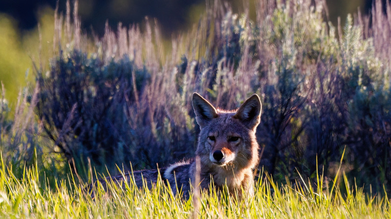 A grey wolf sitting in the grass in Grand Teton National Park