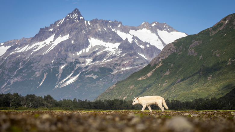 White wolf against the Alaskan mountains of Katmai