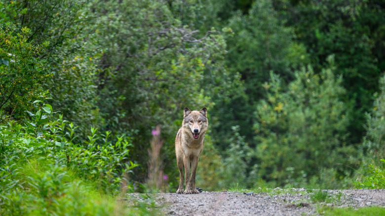 A wolf watching the photographer in Katmai