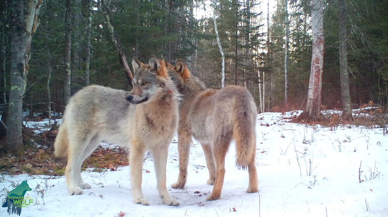 Wolves in voyageurs National Park forest clearing