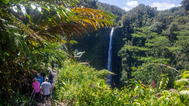 People walking to Akaka Falls past palm trees and fronds in Hawaii