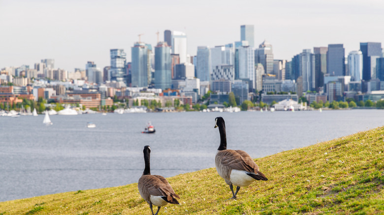 Geese on a hill overlooking the Seattle skyline
