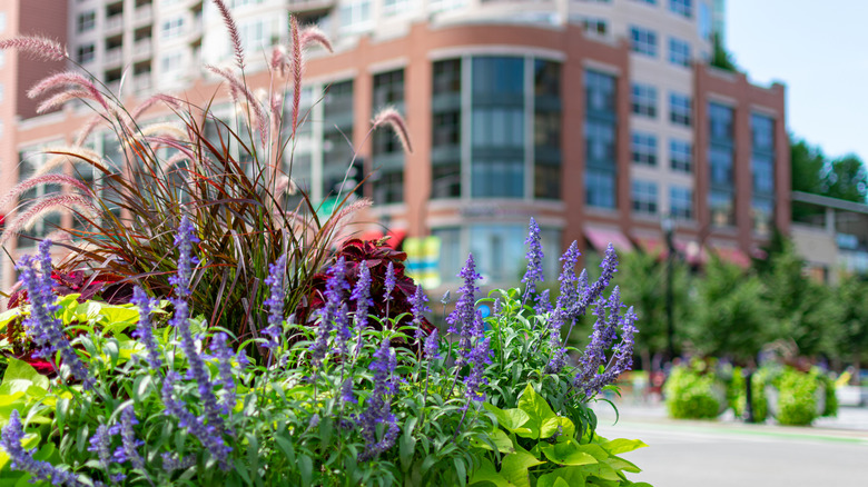 Colorful flowers in the foreground with downtown Evanston, IL in the background