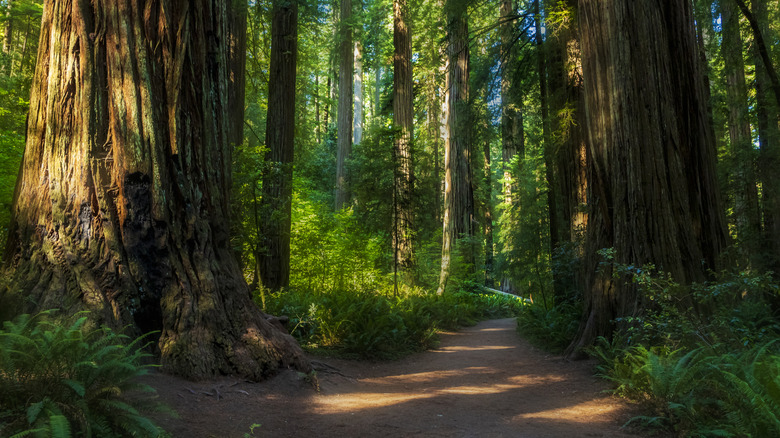 A hiking path cuts through the famous redwoods of NorCal