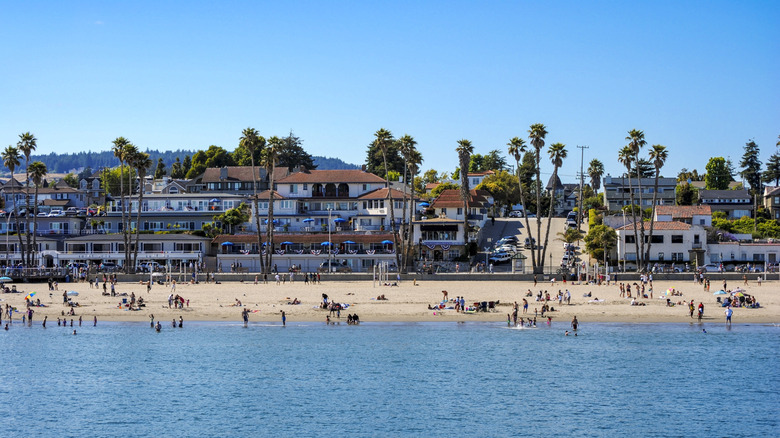 Palm trees and buildings on the shoreline of Santa Cruz