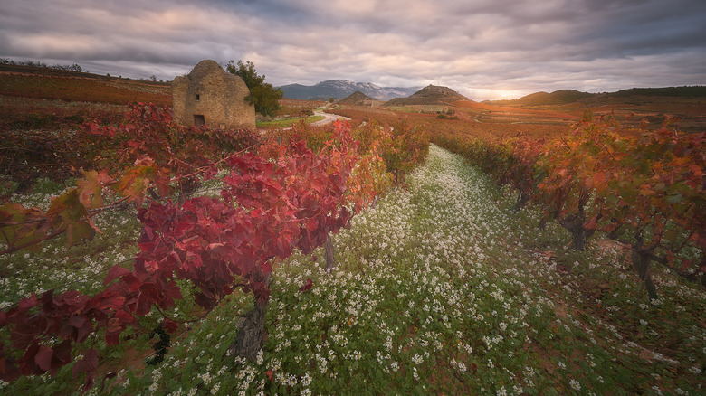 Autumn vineyards of La Rioja
