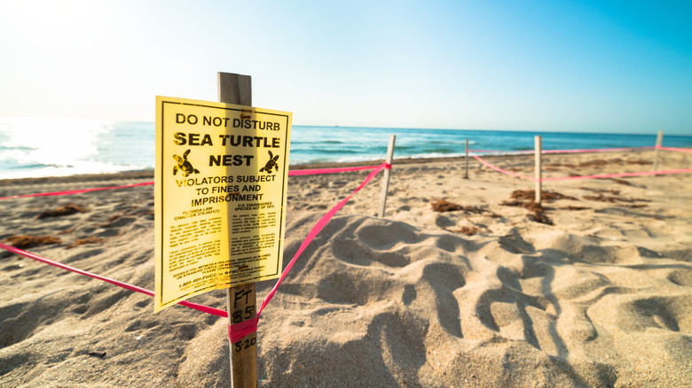 Sea turtle nest on Fort Lauderdale Beach
