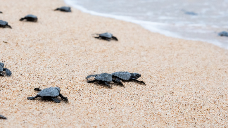 Sea turtle hatchlings making their way to the sea