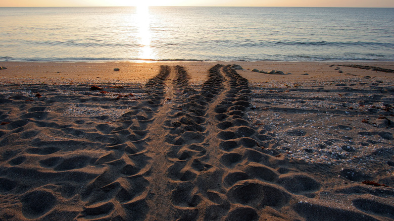 Sea turtle tracks on the sand at Jupiter Island, Florida