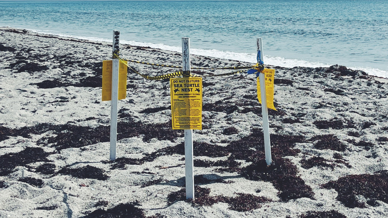 A sea turtle nest on the beach