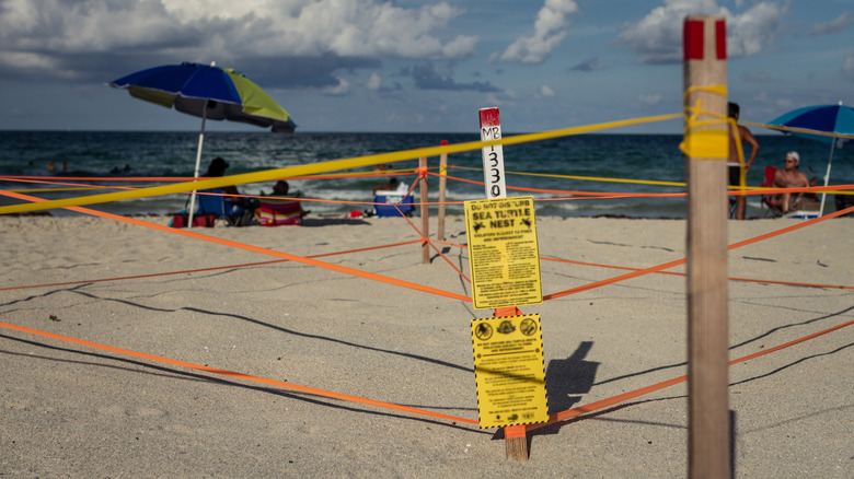 Sea turtle nest in Miami Beach