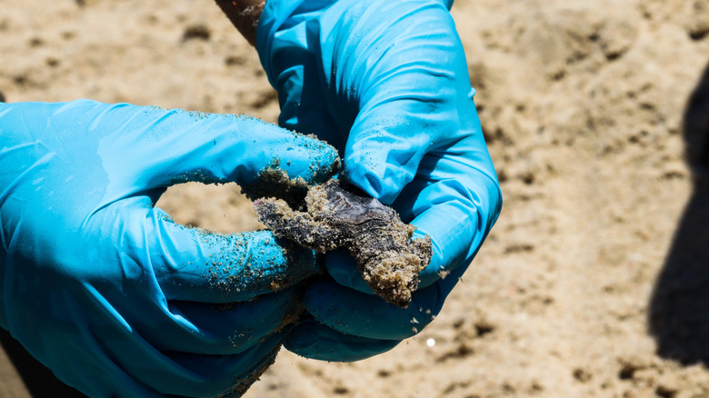 A turtle being rescued in North Carolina