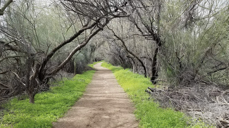 A trail at the Reach 11 Recreation Area, Phoenix, AZ