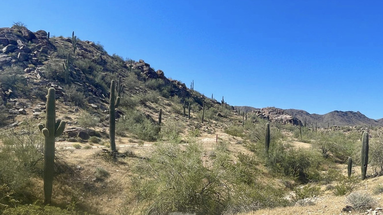The Judith Tunell Accessible Trail, South Mountain Park and Preserve, Phoenix, AZ