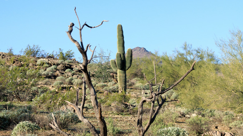 Cacti and desert scenery in North Mountain Park, Phoenix