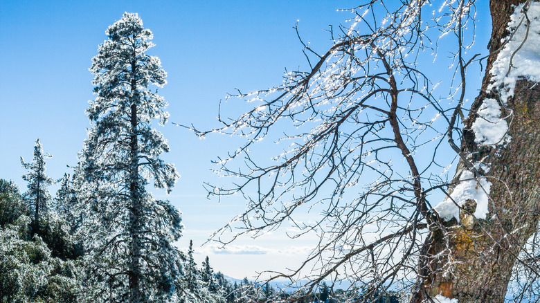 Iced trees against a blue sky in Idyllwild ,California