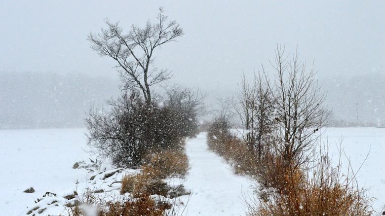 Winter snow covers Eagle Creek State Park in Indianapolis, Indiana