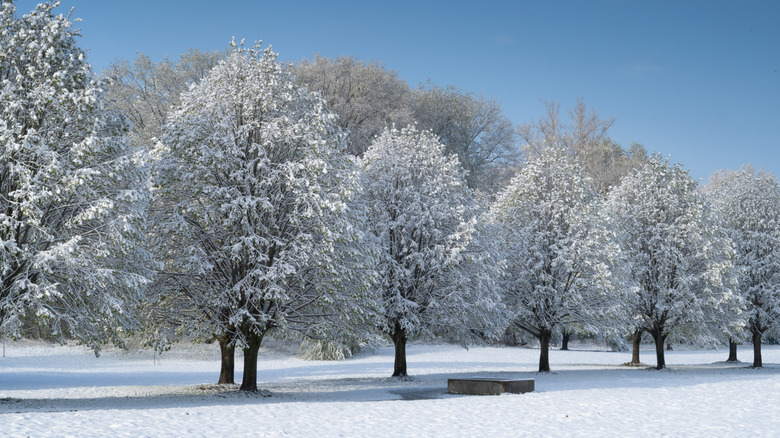 Snow covered trees in Indianapolis's Holliday Park following a late spring storm