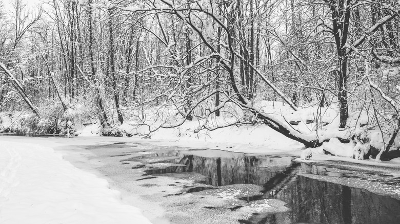 A fresh winter snowfall in Marott Park and Nature Preserve in Indianapolis, Indiana.