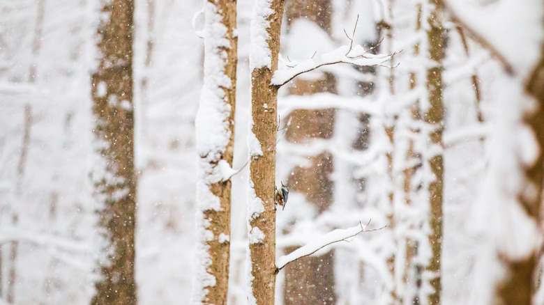 A selective focus shot of frozen tree trunks at Eagle Creek Park in Indianapolis, Indiana