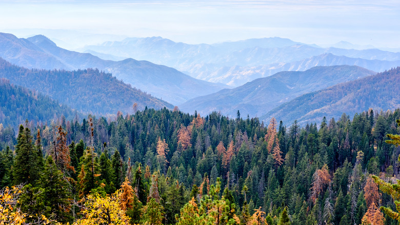 The woods and granite peaks of the Sierra Nevada in California