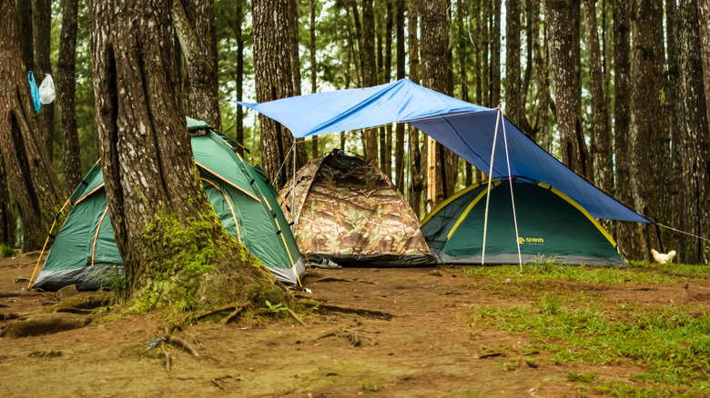 A tarp over two tents in the forest with a third next to them