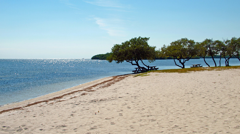 Shoreline and trees on the beach of Curry Hammock State Park in Little Crawl Key, Florida Keys