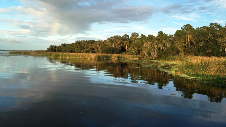 water and shoreline at Lake George in Florida