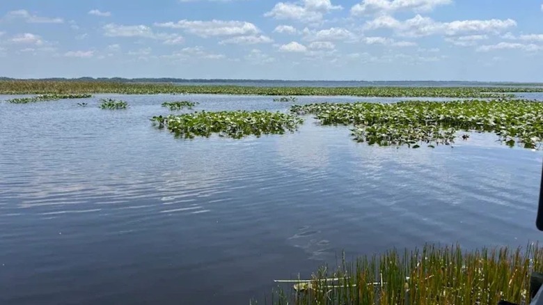 water at Lake Istokpoga with vegetation on the water