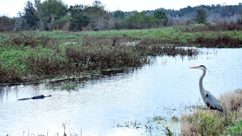An alligator and a great blue heron in Circle B Bar Reserve