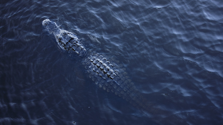 An alligator swims through the water at Myakka River State Park