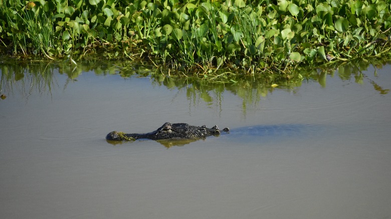 an alligator swimming along Lake Apopka Wildlife Drive