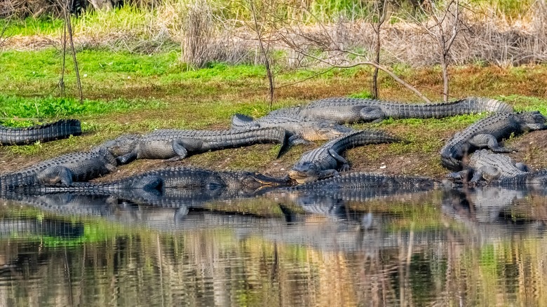 Many alligators on the bank at Myakka River State Park