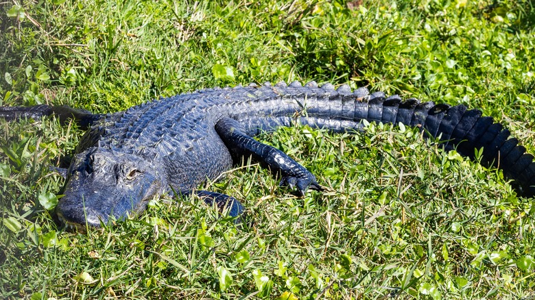 An alligator basking in the sun Orlando Wetlands