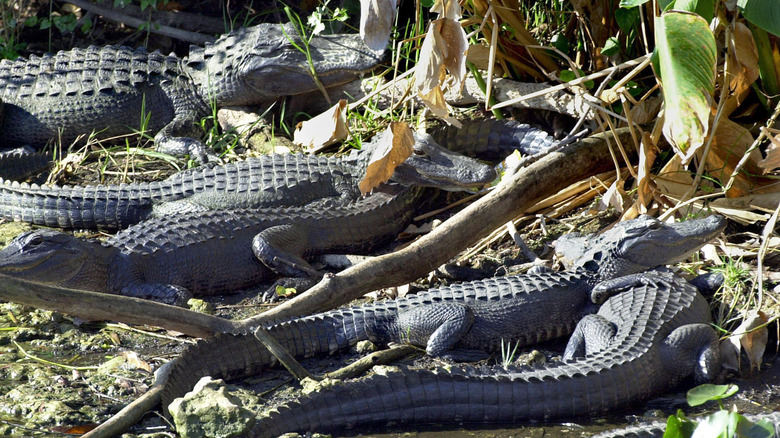 Many alligators in Shark Valley, Everglades