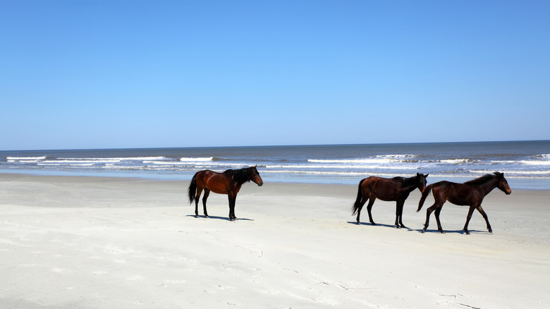 Wild horses on the beach on Cumberland Island, Georgia