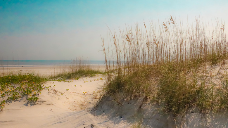 Beach on Cumberland Island, Georgia