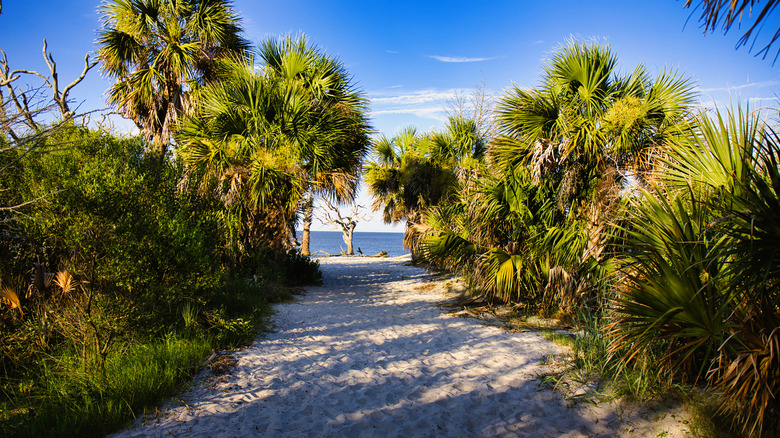A lush tree-lined path leading to Driftwood Beach on Jekyll Island, Georgia.