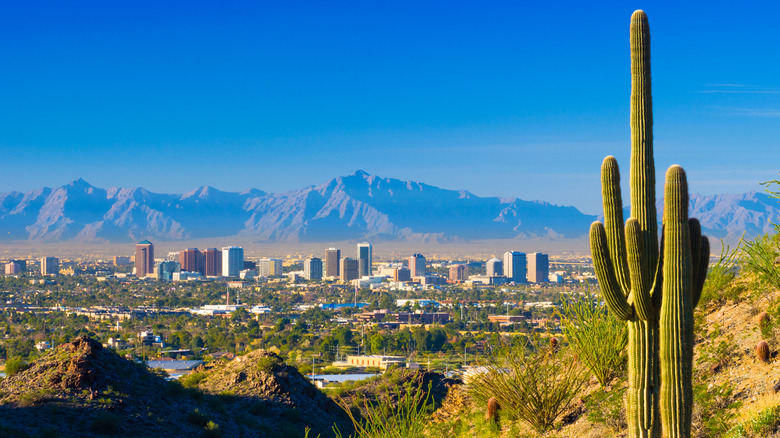 A cactus in the foreground of a landscape of the Phoenix, Arizona skyline with mountains in the background