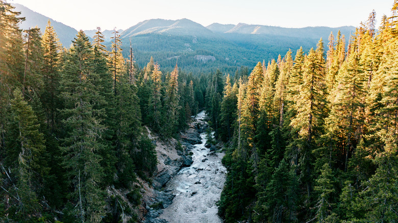 River flowing through a mountainous forest in the Pacific Northwest