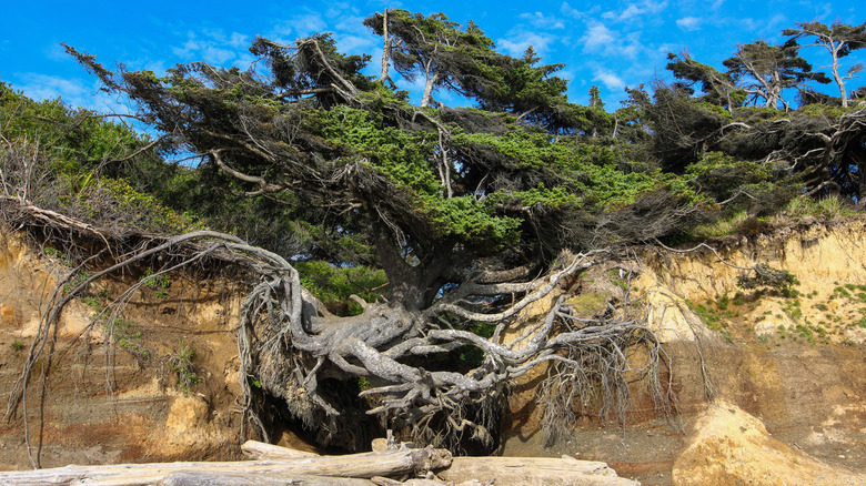 The Tree of Life in Forks, Washington