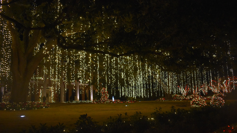 House trees and yard in River Oaks Houston decorated with Christmas lights